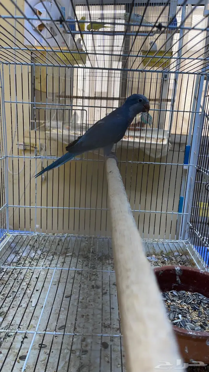 للبيع كويكر 1