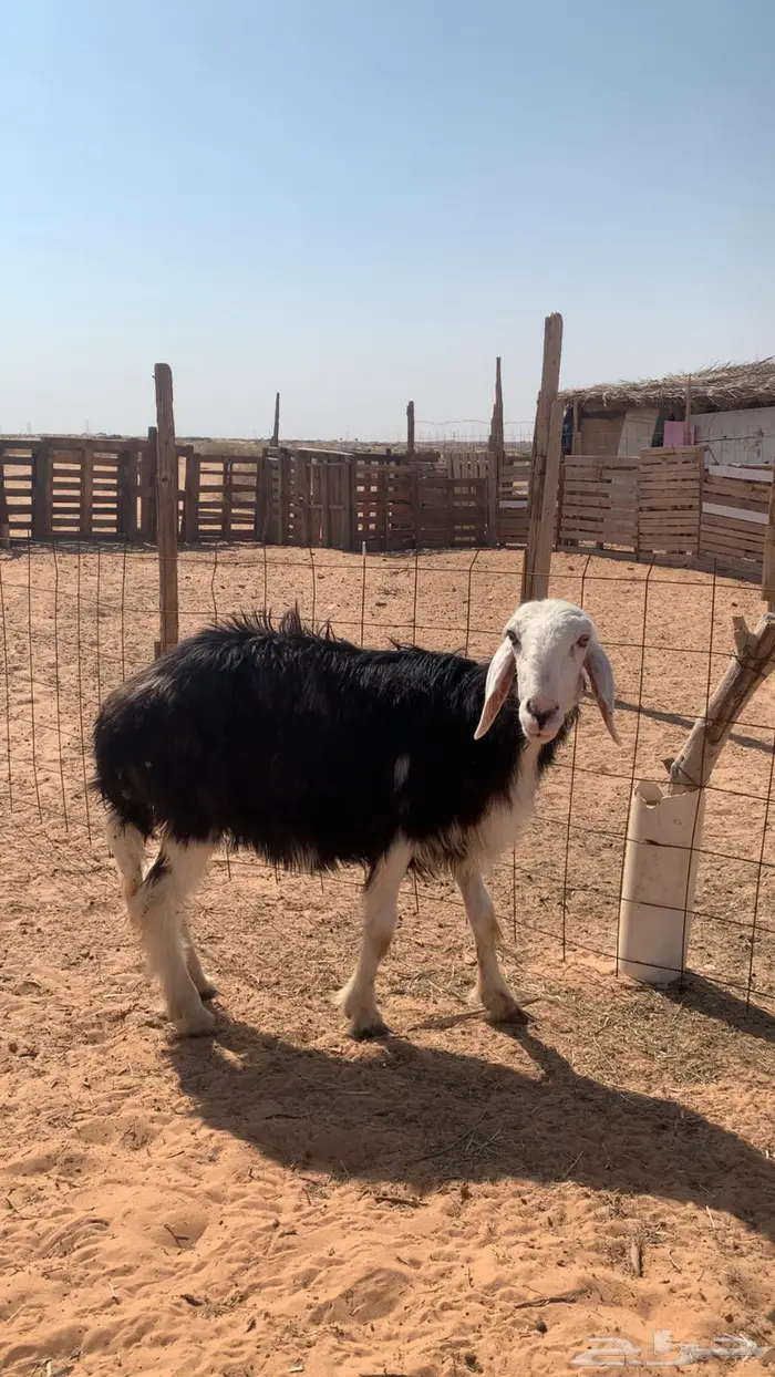 نجدية تو تشق سدس 2