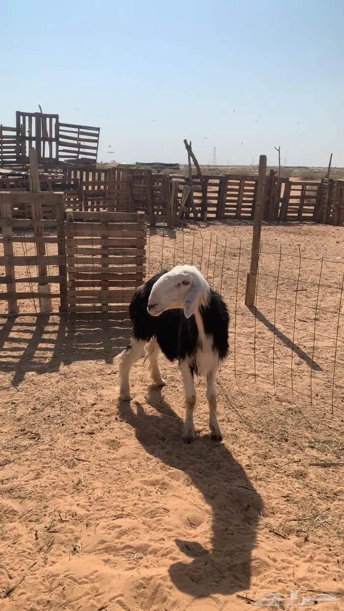 نجدية تو تشق سدس 3