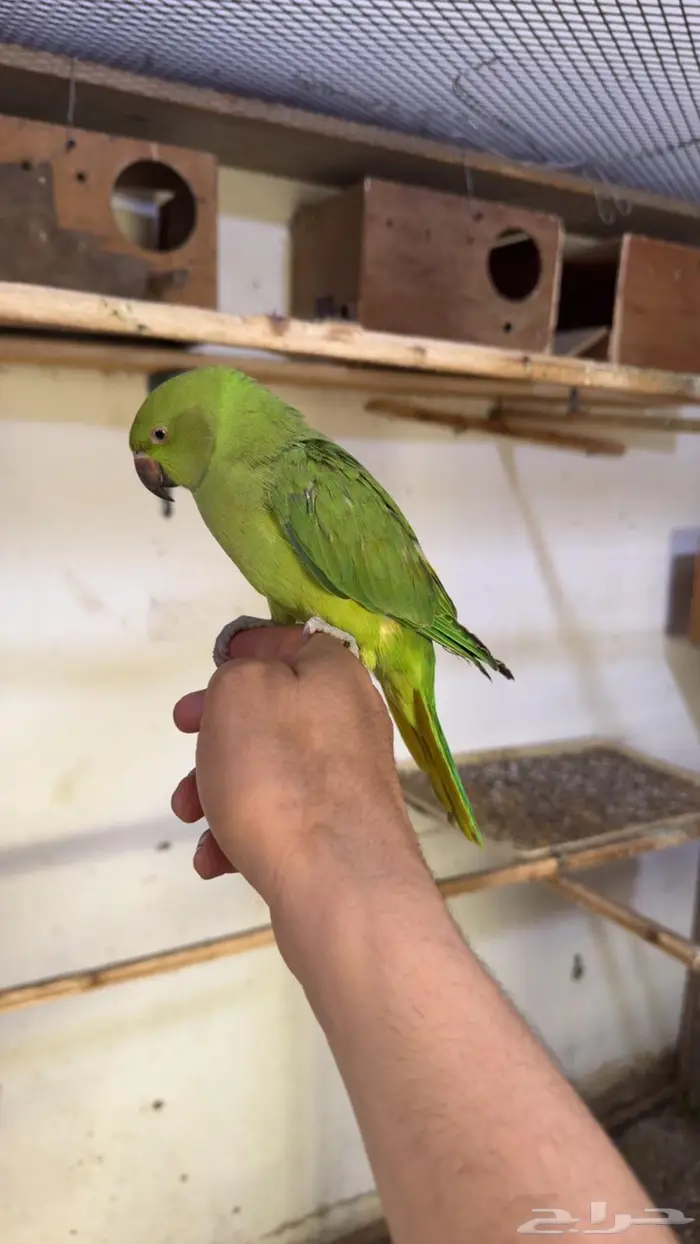 درة هندي اليف وهدد داخلي 7