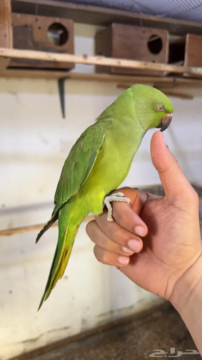 درة هندي اليف وهدد داخلي 1