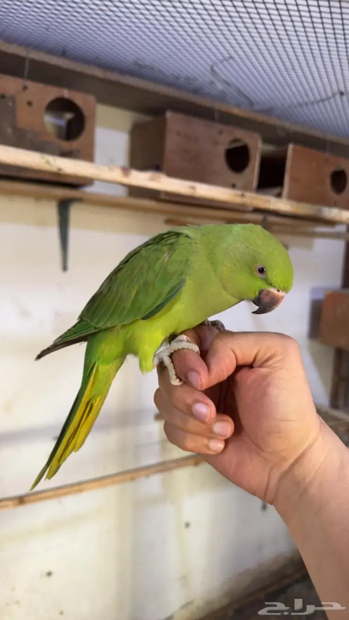 درة هندي اليف وهدد داخلي 5