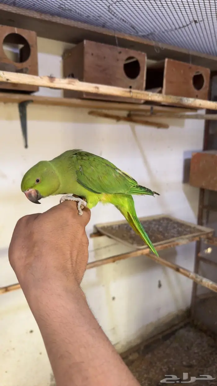 درة هندي اليف وهدد داخلي 6