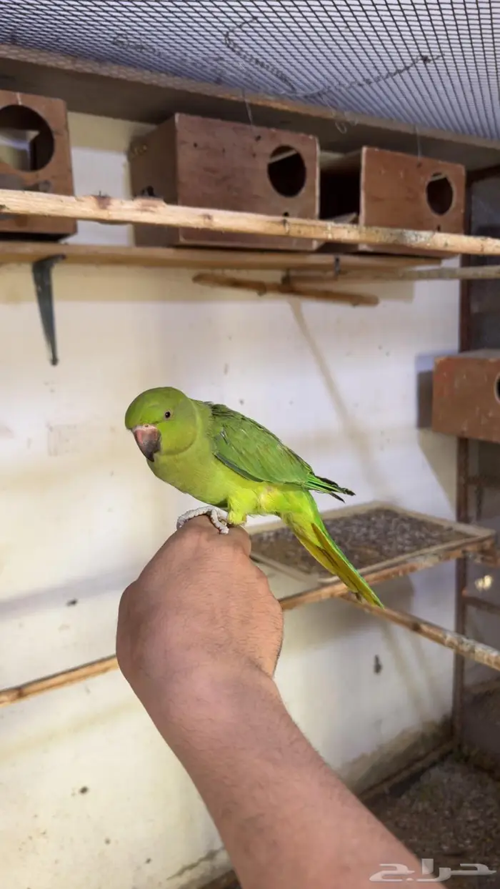 درة هندي اليف وهدد داخلي 4