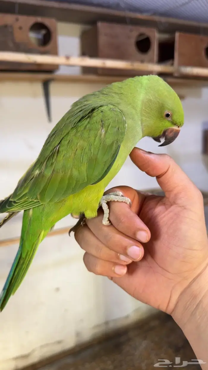 درة هندي اليف وهدد داخلي 0