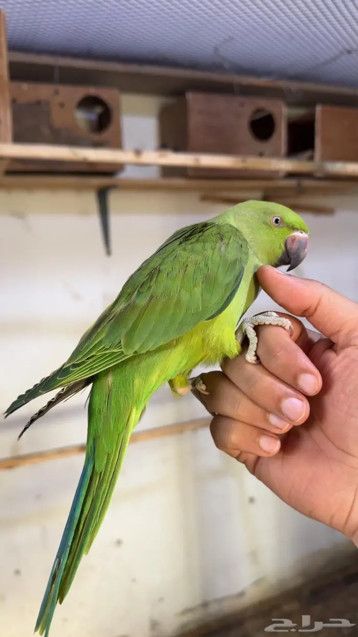 درة هندي اليف وهدد داخلي 2