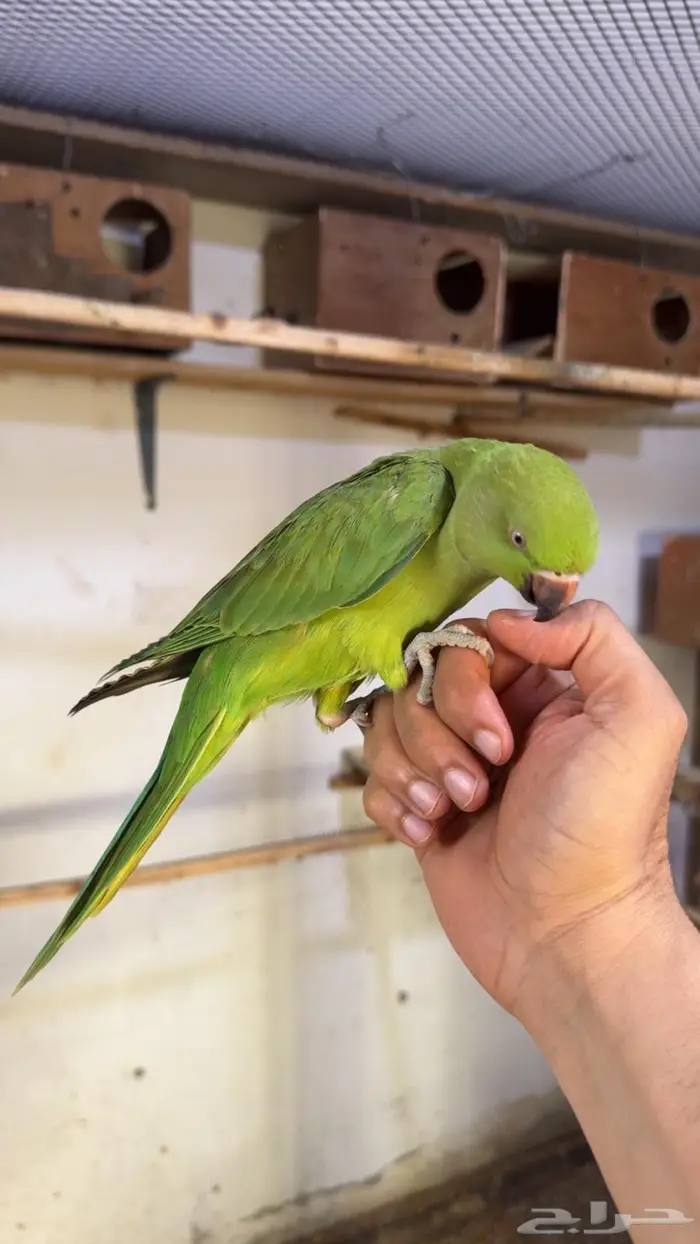 درة هندي اليف وهدد داخلي 3