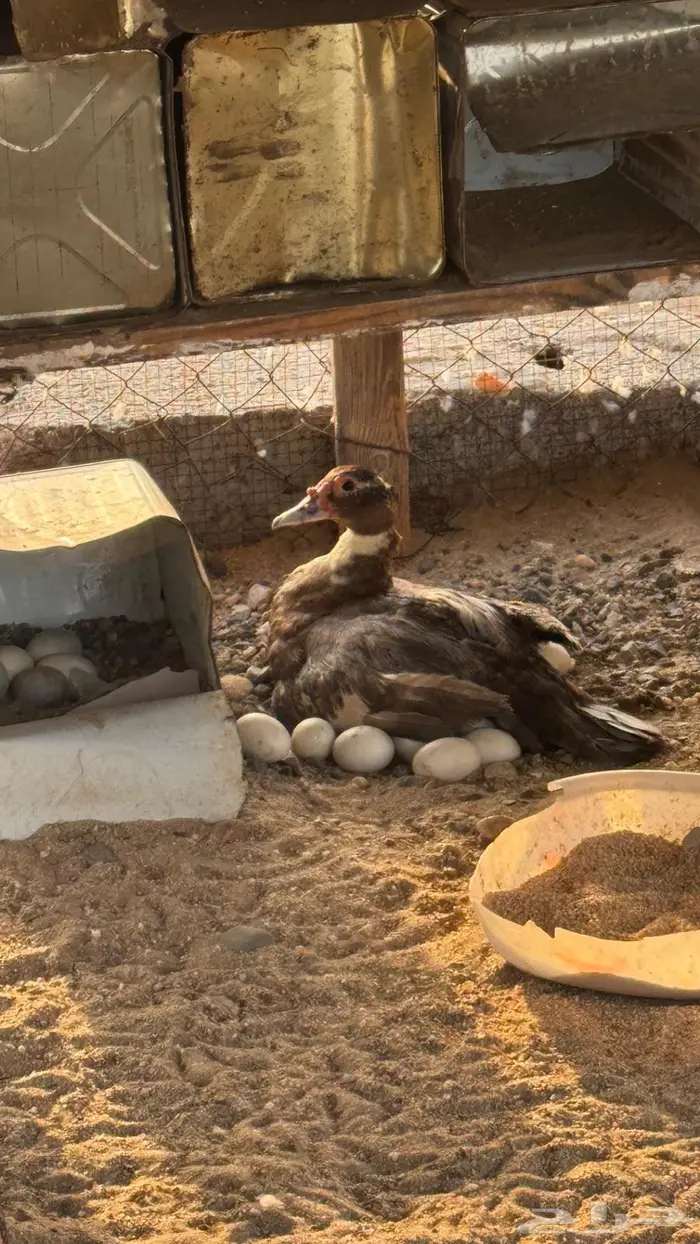 بط بلدي حضان للبيع 0