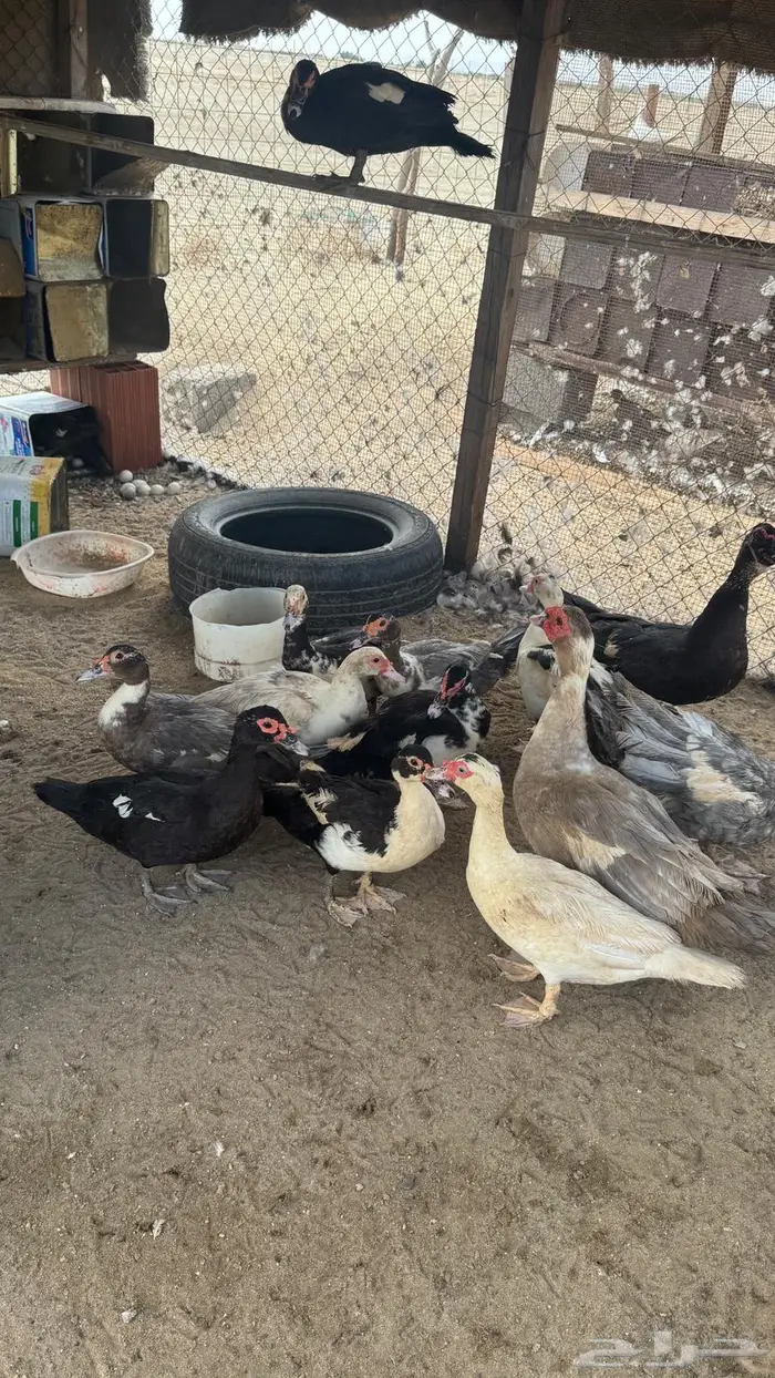 بط بلدي حضان للبيع 1