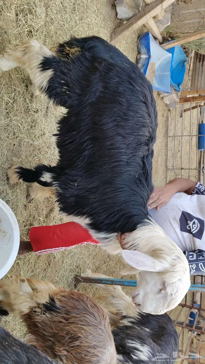 للبيع نجد وتيس كلها جذعان 0