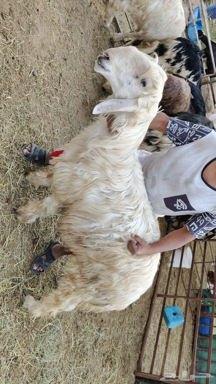 للبيع نجد وتيس كلها جذعان 1