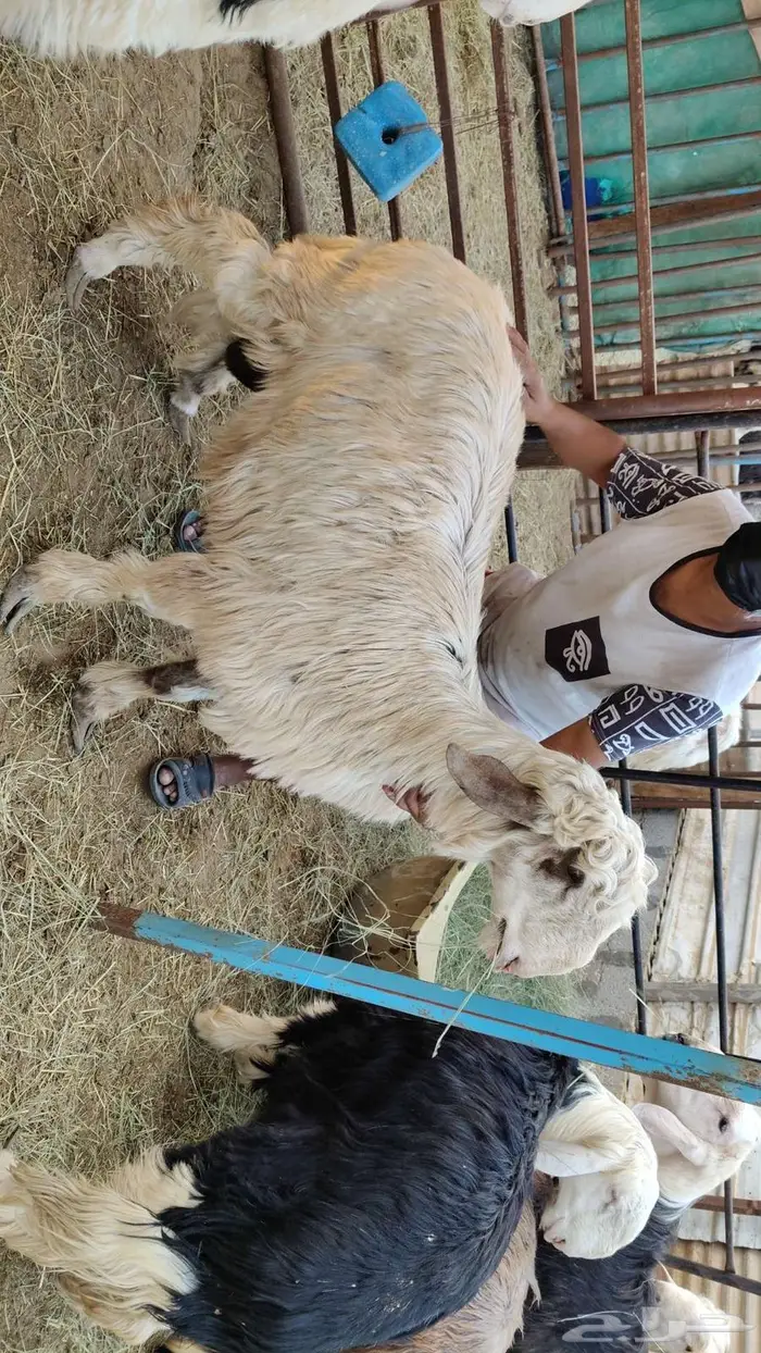 للبيع نجد وتيس كلها جذعان 2