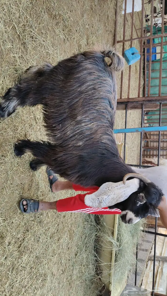 للبيع نجد وتيس كلها جذعان 3