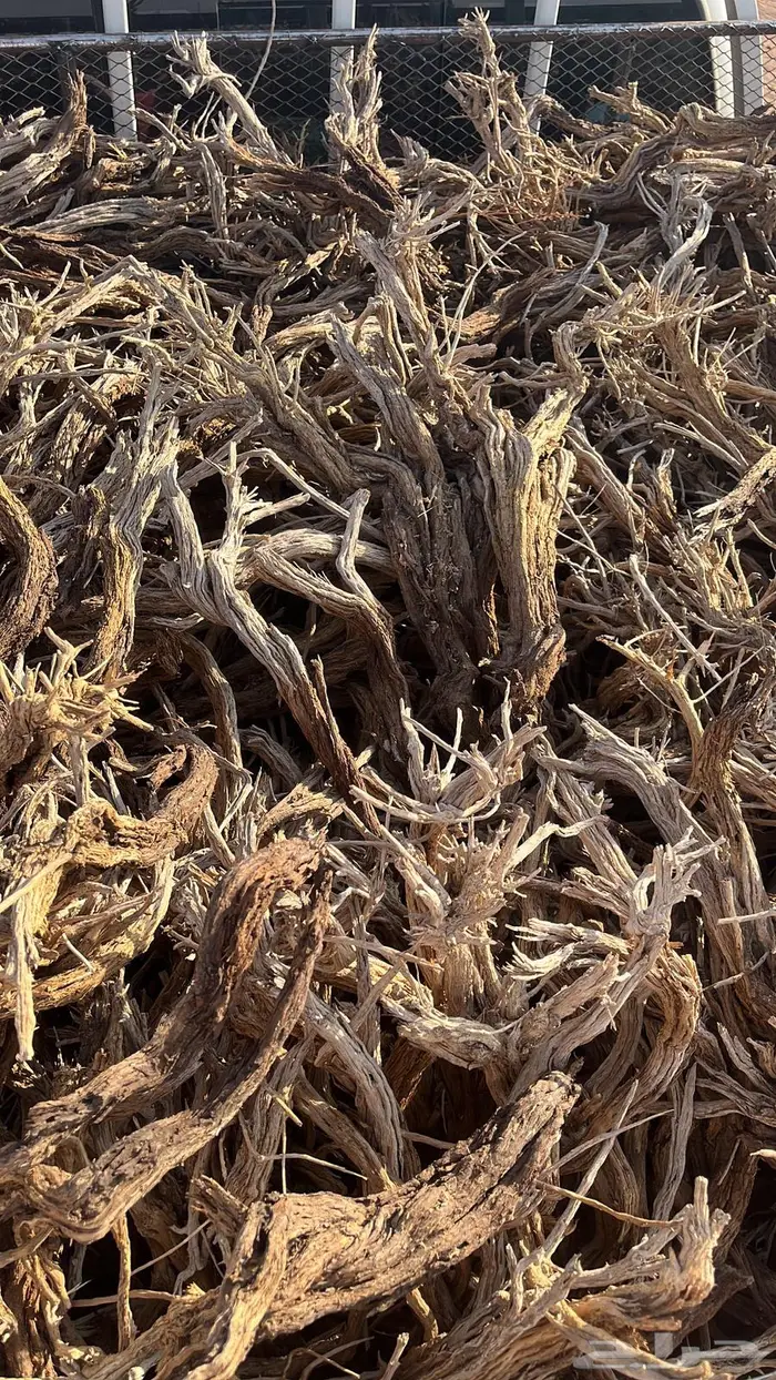 ر م ث رمث طيب بلحيل مستورد 4