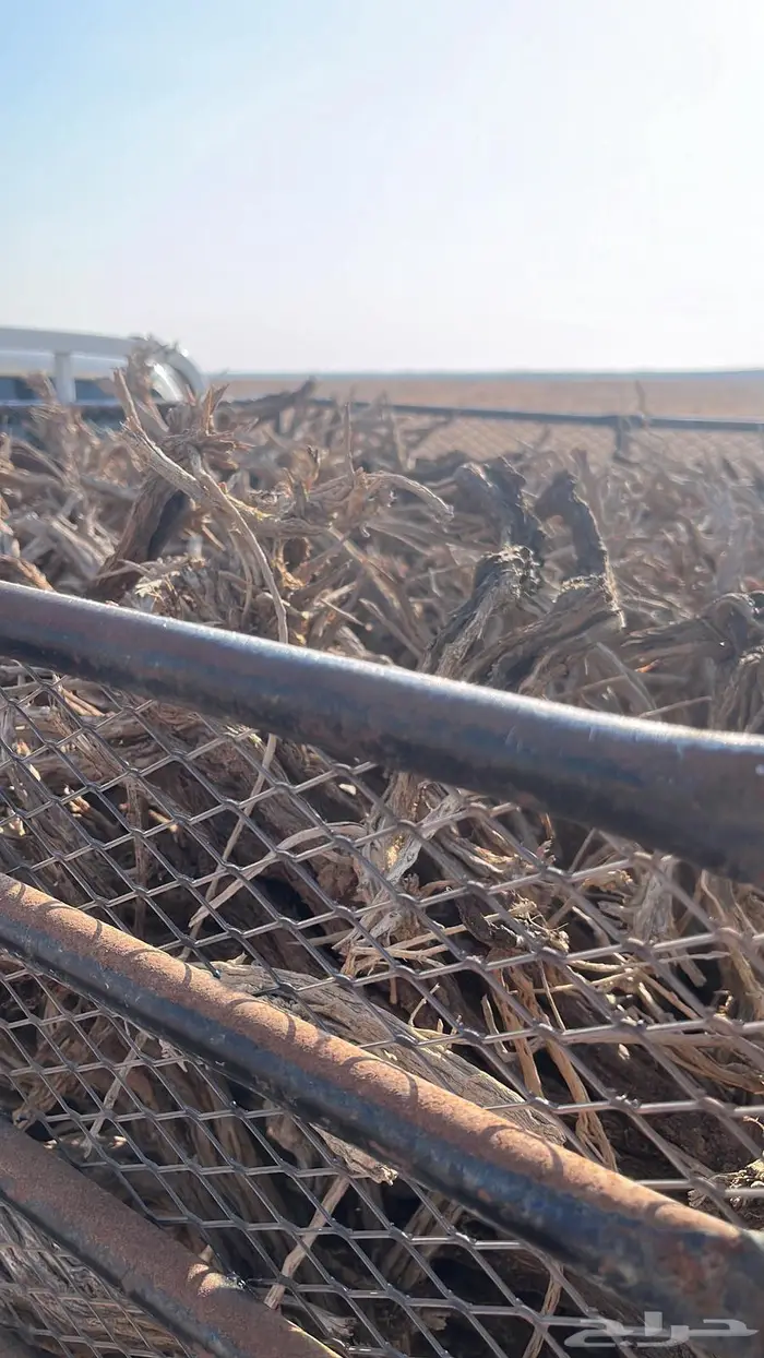 ر م ث رمث طيب بلحيل مستورد 2