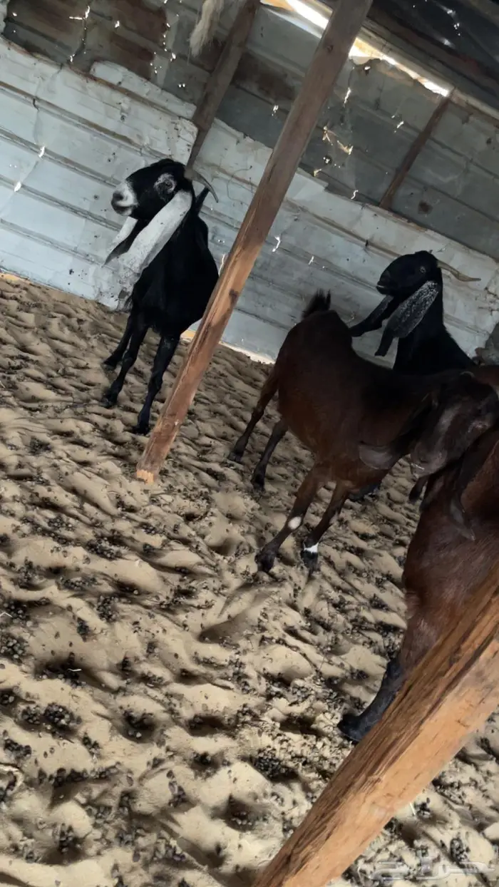 معزا دفيع جروم 2