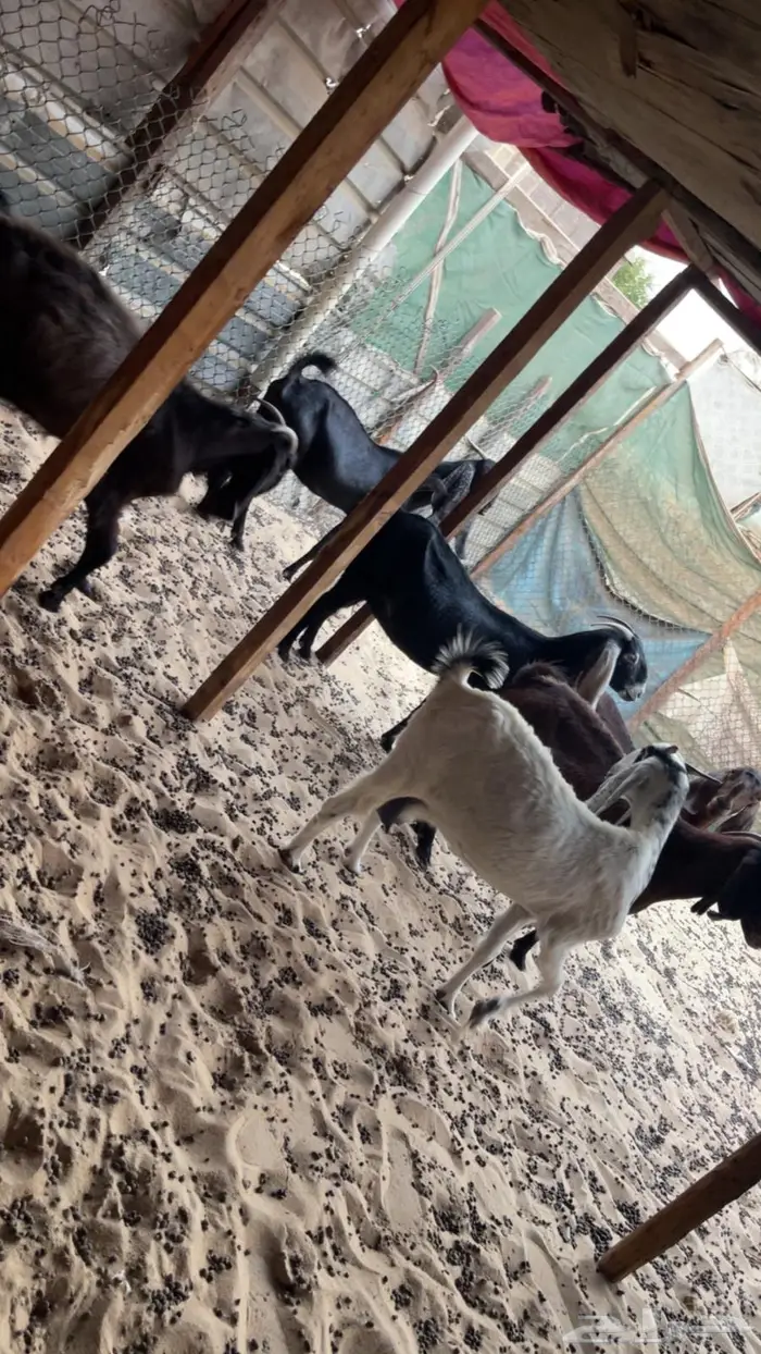 معزا دفيع جروم 0