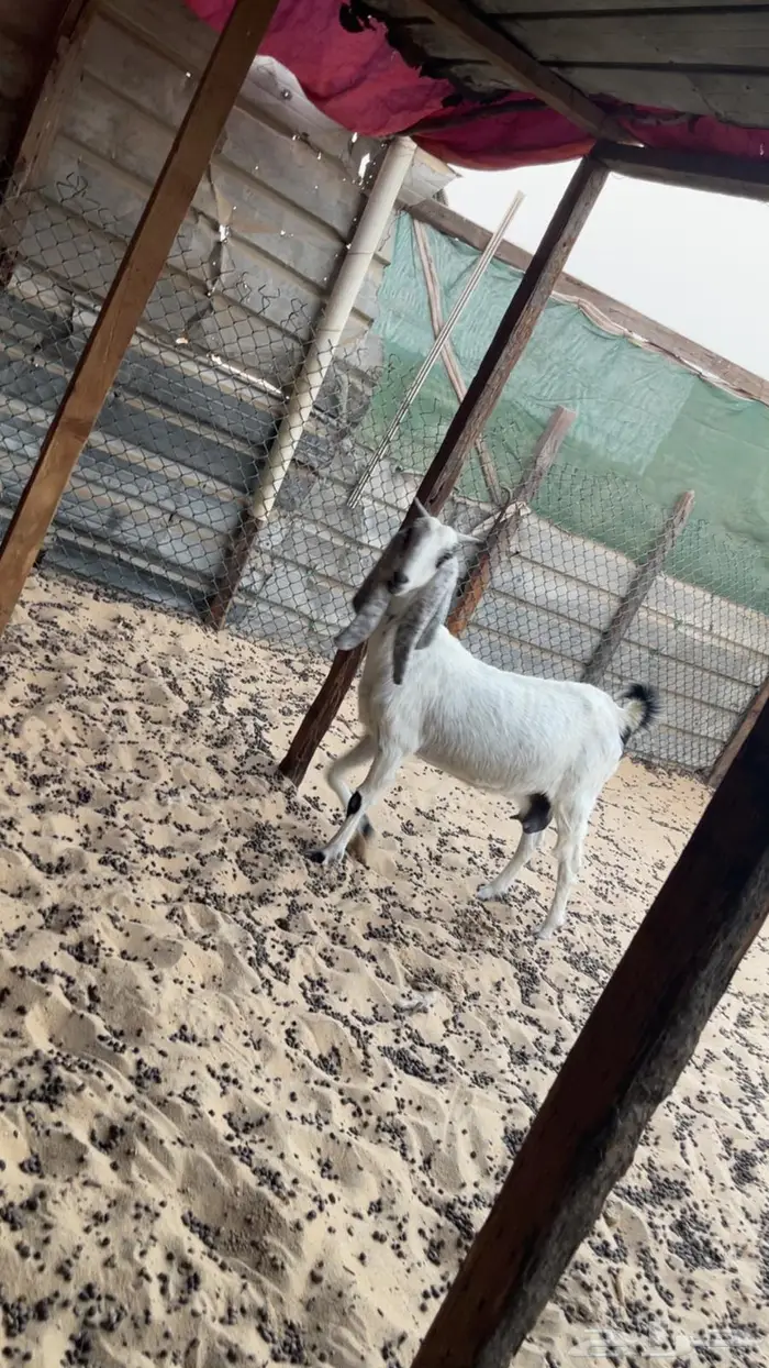 معزا دفيع جروم 1