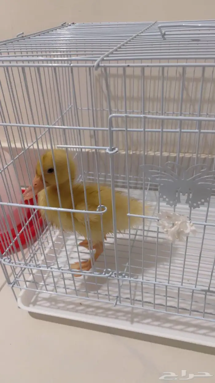 بطه بكين للبيع مع القفص بصحه ممتازه 0