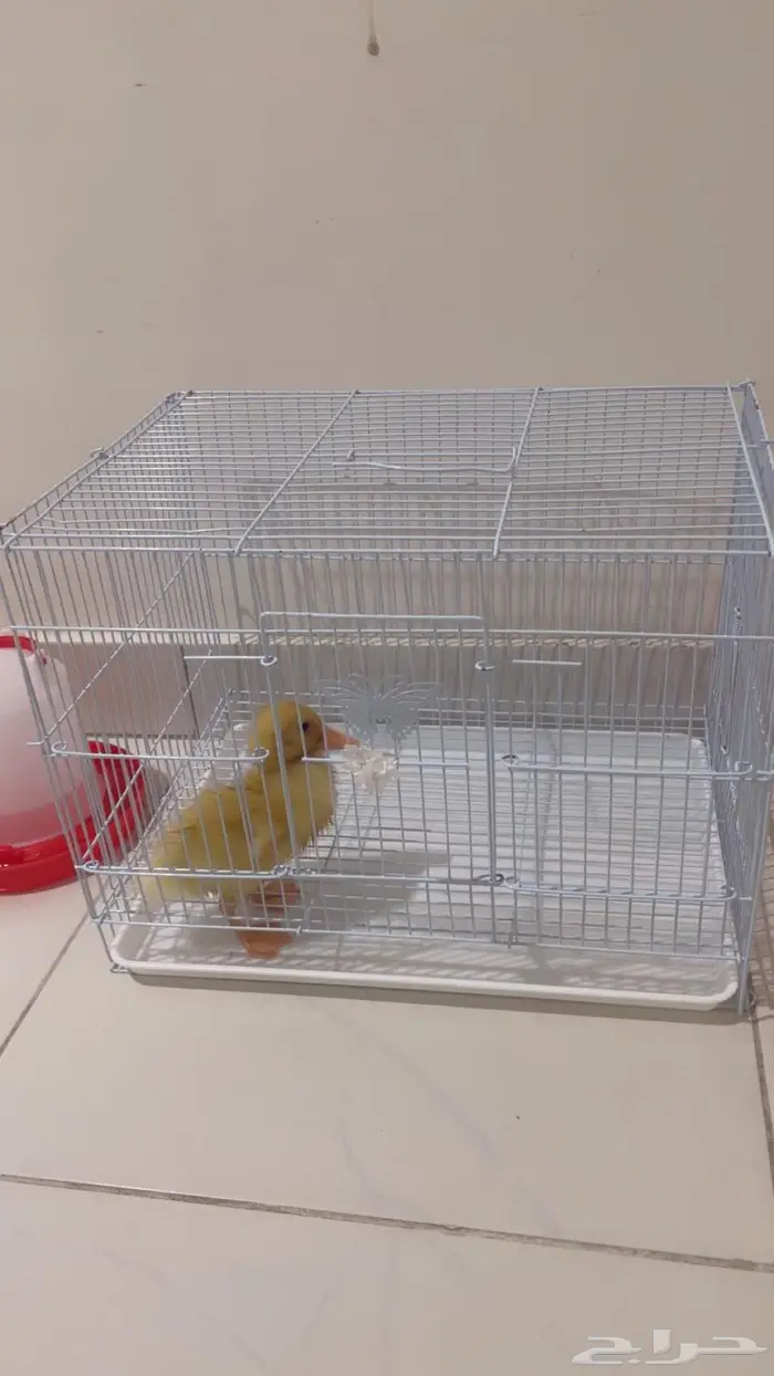 بطه بكين للبيع مع القفص بصحه ممتازه 2
