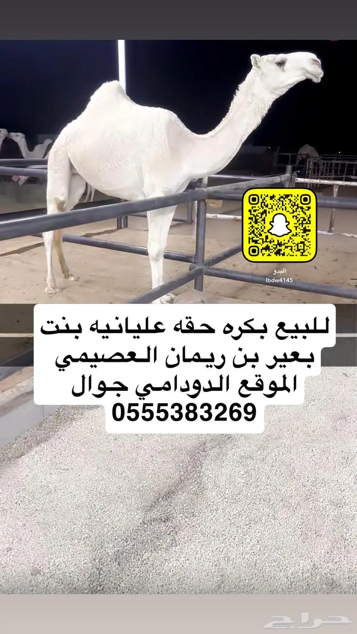 بكره عليانيه 0