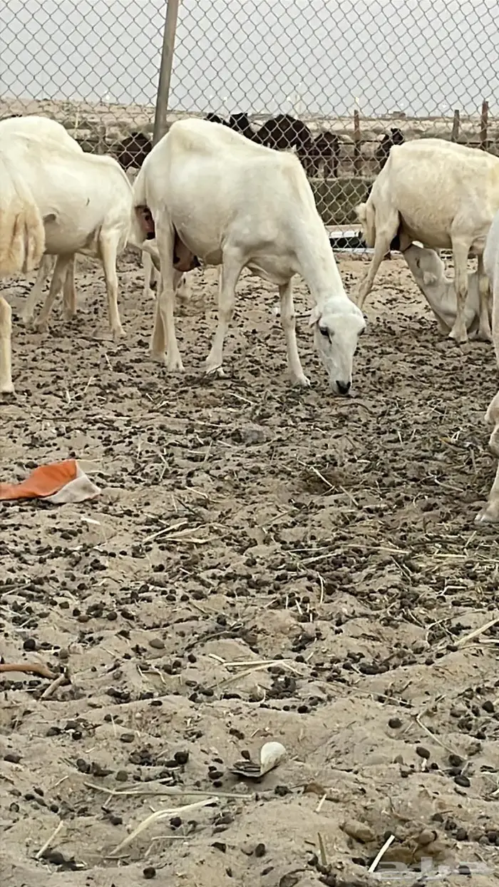 غنم رفيديات عددها 17 جذعات وربع وسدس عدد  قليل 2