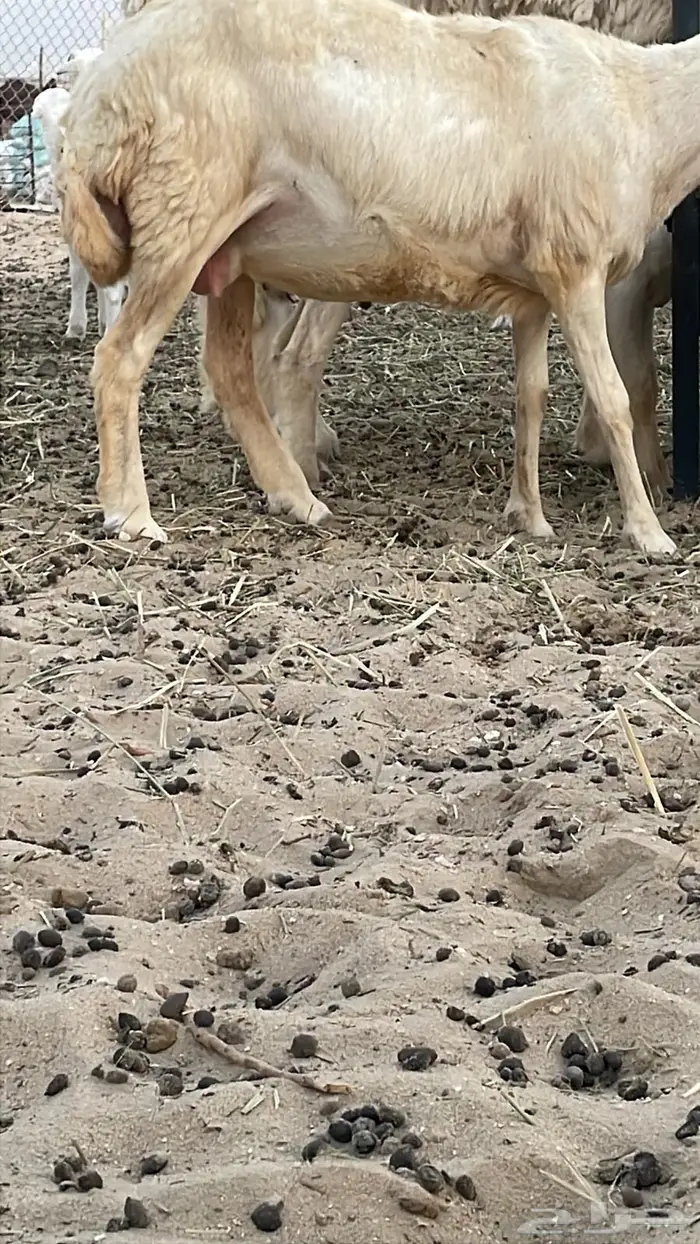 غنم رفيديات عددها 17 جذعات وربع وسدس عدد  قليل 0