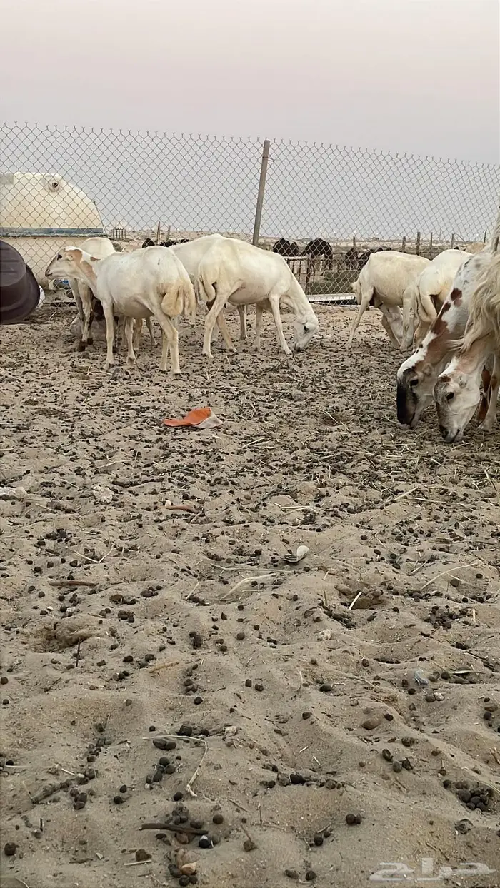 غنم رفيديات عددها 17 جذعات وربع وسدس عدد  قليل 4