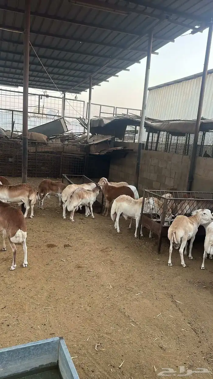 خرفان رفيدي 1