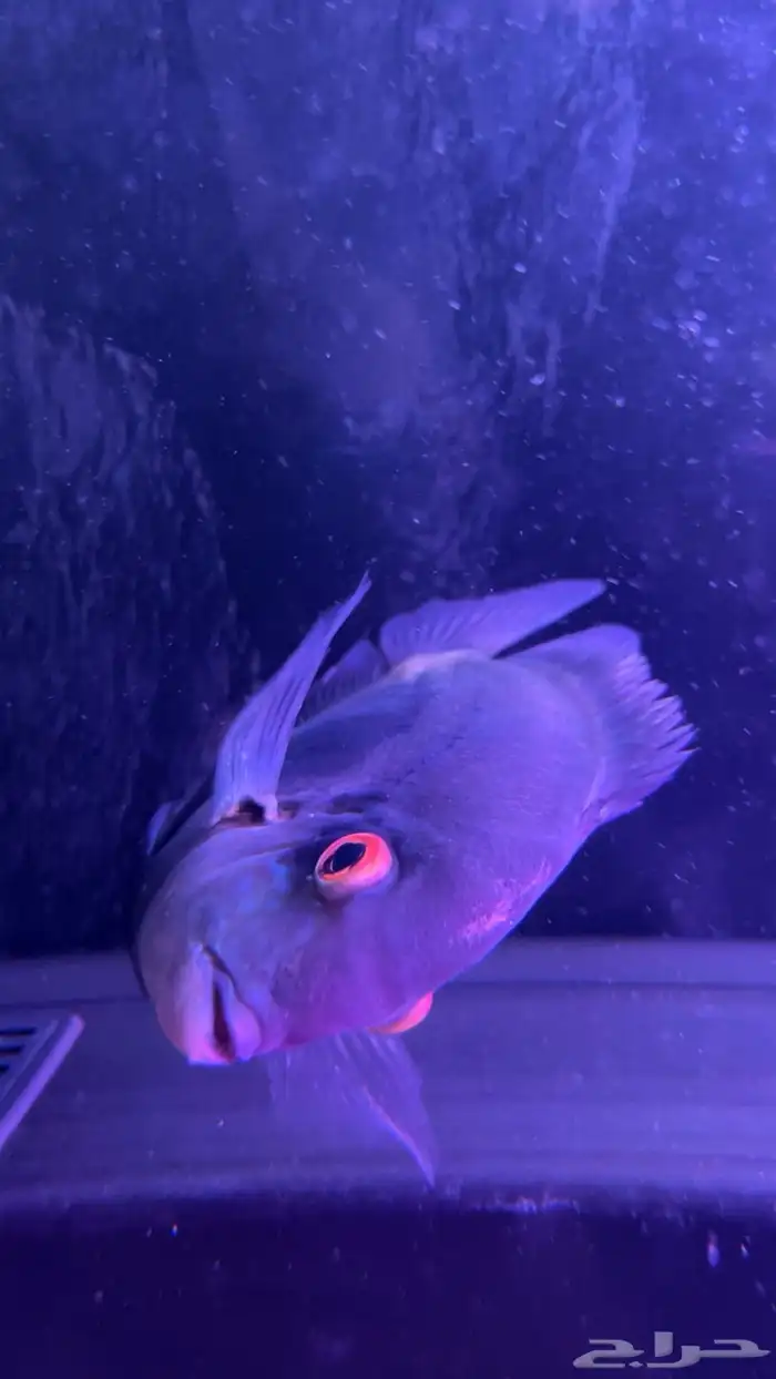 سمكه زينه أوراو سيكلد لأصحاب التميز 0