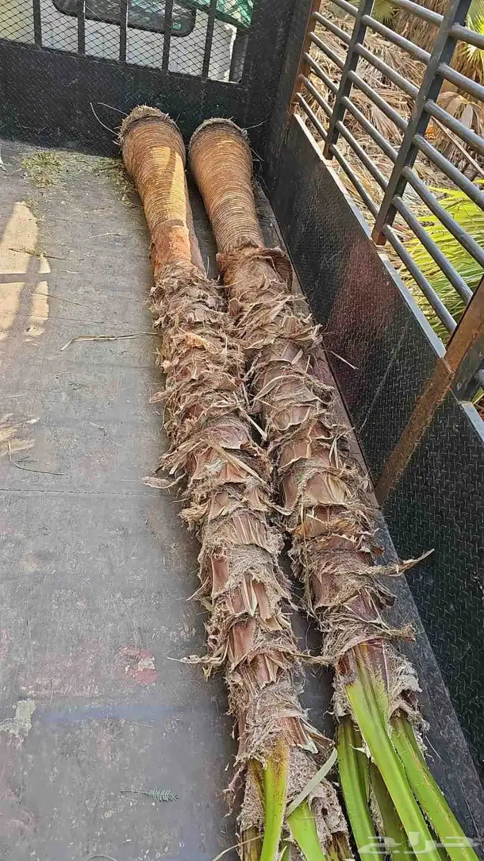 نخل واشنطني اقل سعر 1