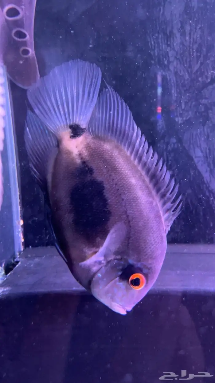 سمكه زينه أوراو سيكلد لأصحاب التميز 1