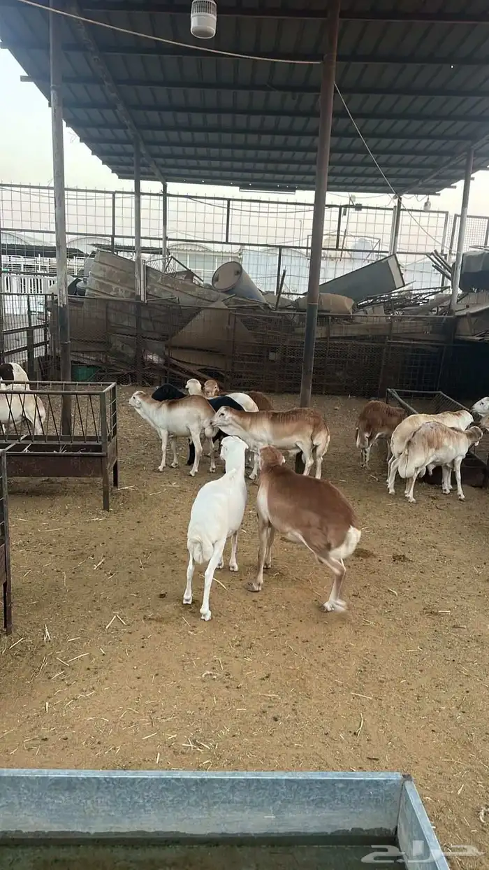 خرفان رفيدي 0