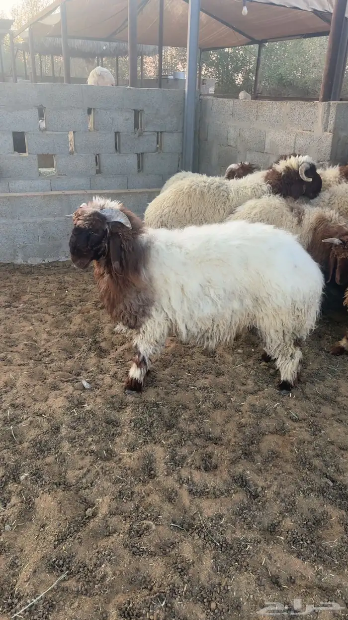 نعيم ذبايح 4