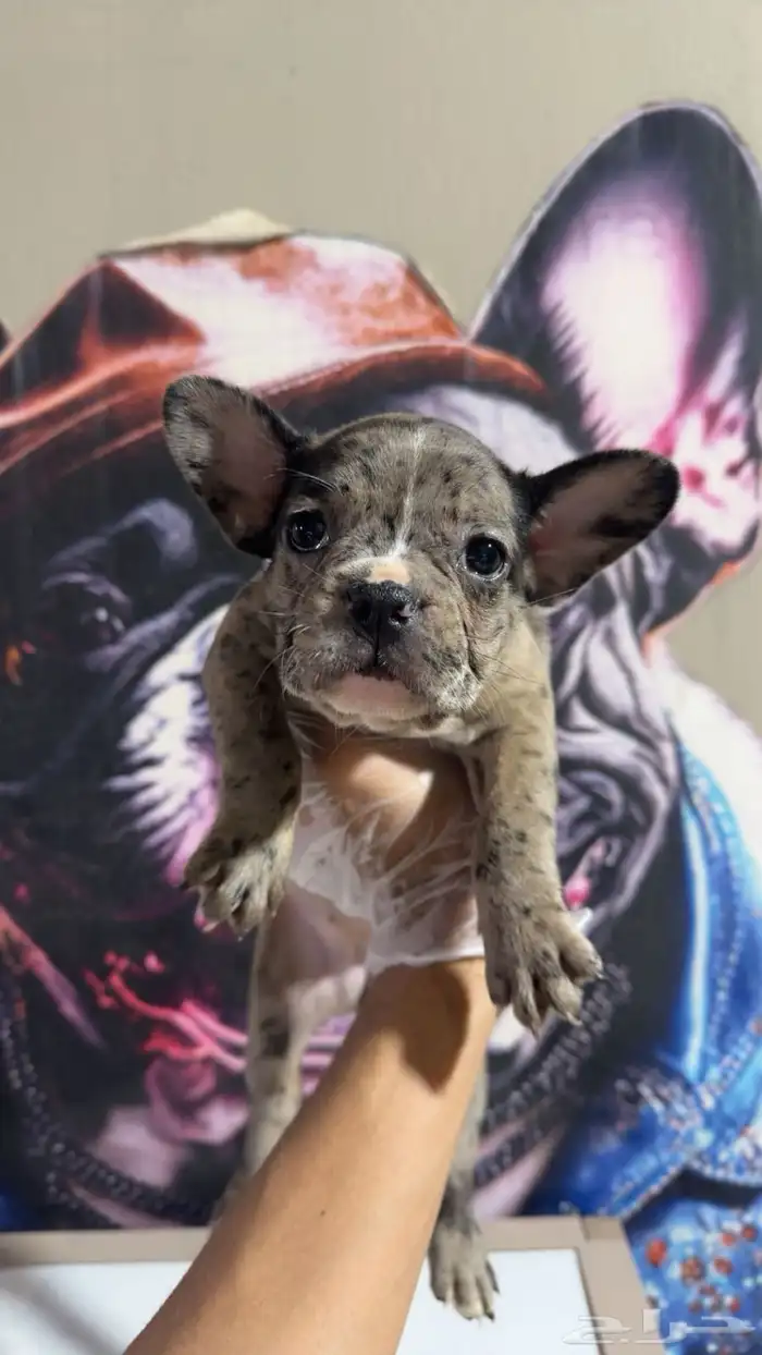 جراء فرنش بولدج 0