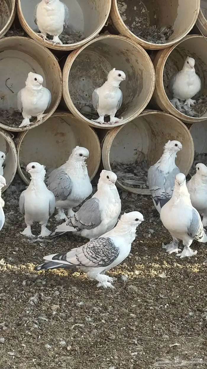 حمام حب رمان 20جوز رقم الجوال 1