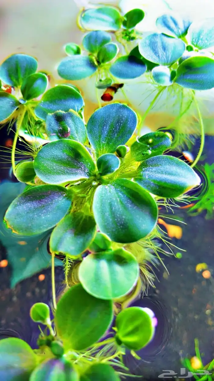 نباتات مائية لاحواض السمك المزروع 17