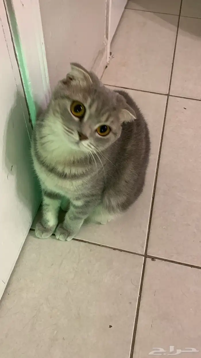 قطط للتبني برسوم 1