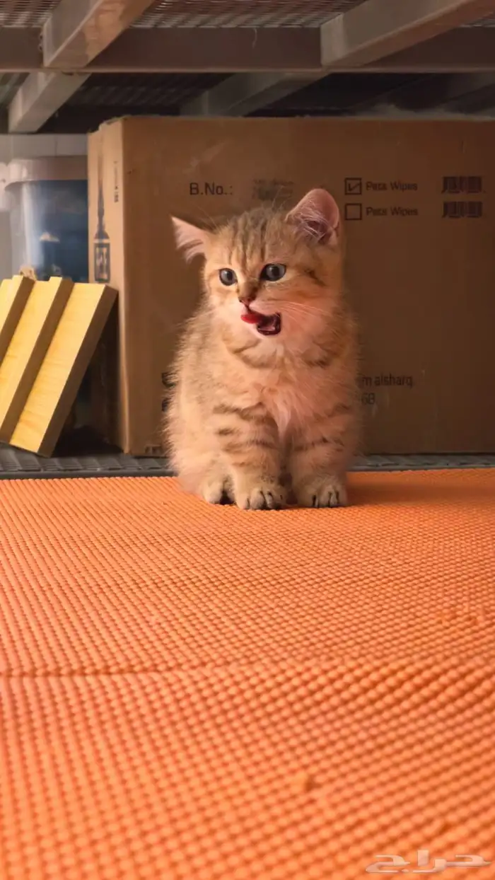 انثى برتش قولد منشكن British Female Gold Minchkin(تم البيع) 0