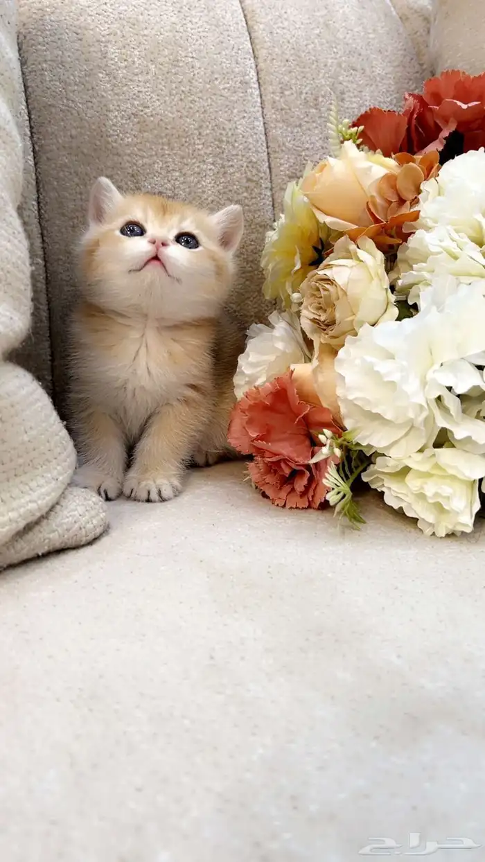 كيتن بالرياض للبيع 0