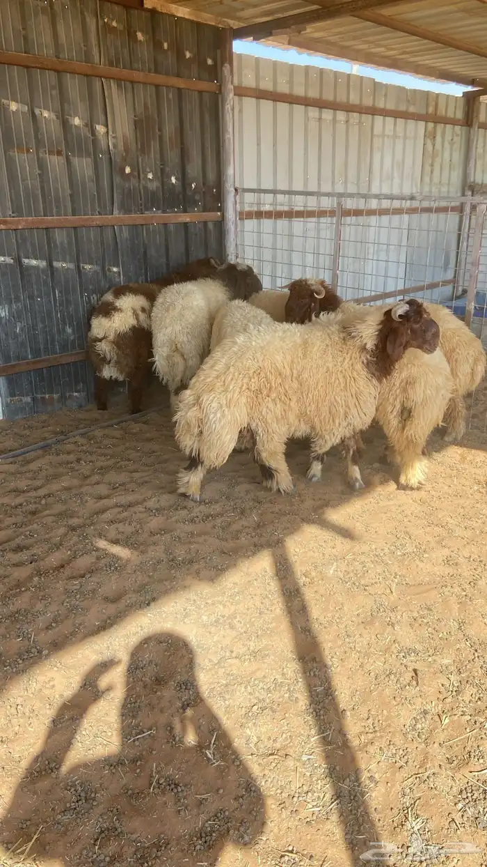 طليان نعيم 8 حبات 0