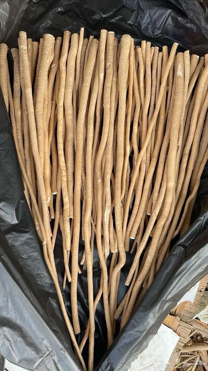 مساويك ابو حنش 1