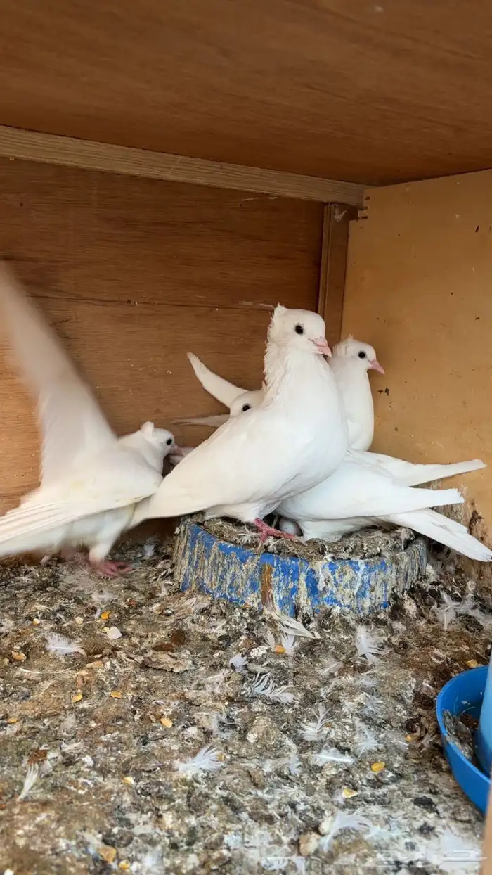 حمام قلابي 0