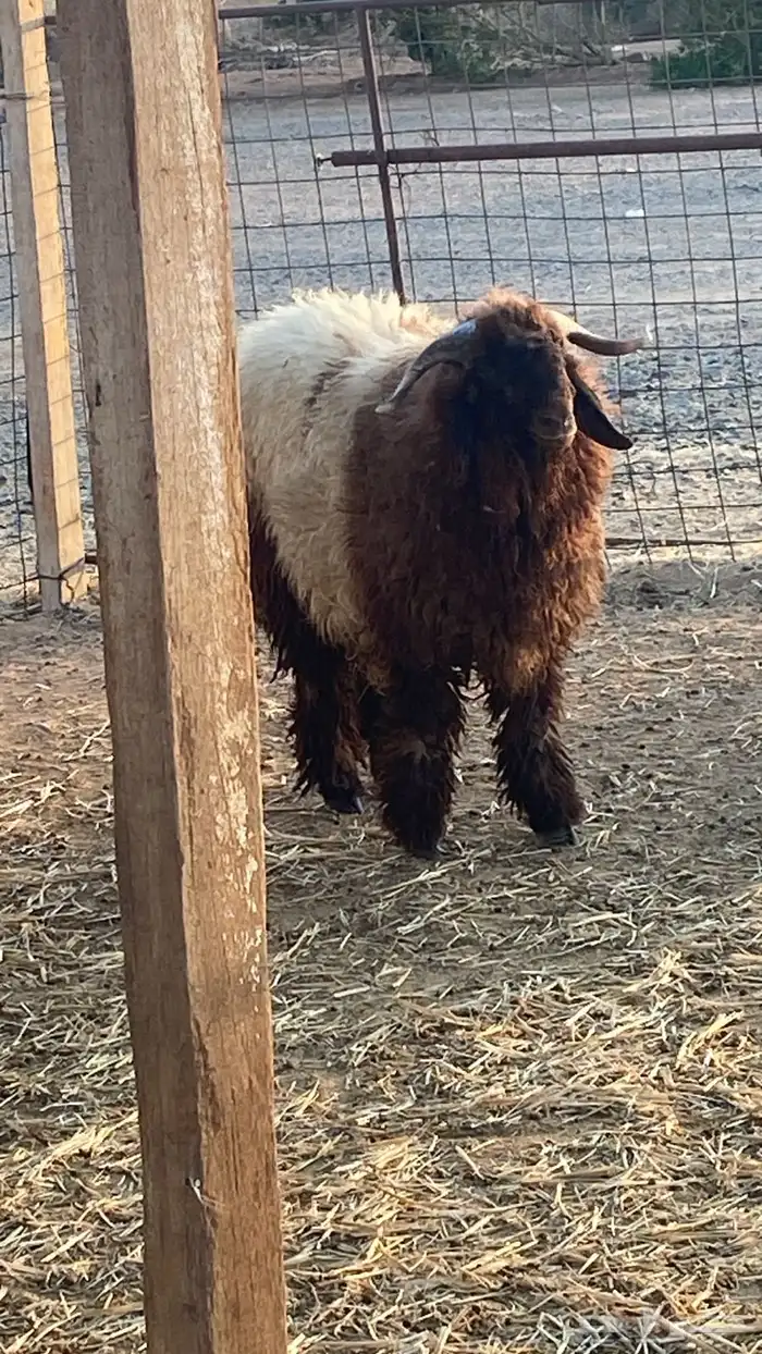 خروف نعيمي 7 شهور طيب 4