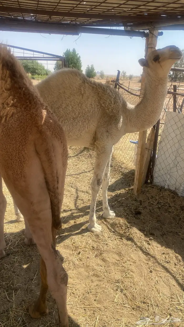 قعدان فاخره بريه 1