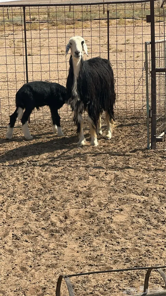 نجديه صنف معها خروف 0