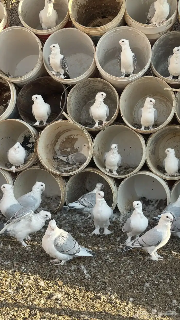 حمام حب رمان 20جوز رقم الجوال 0