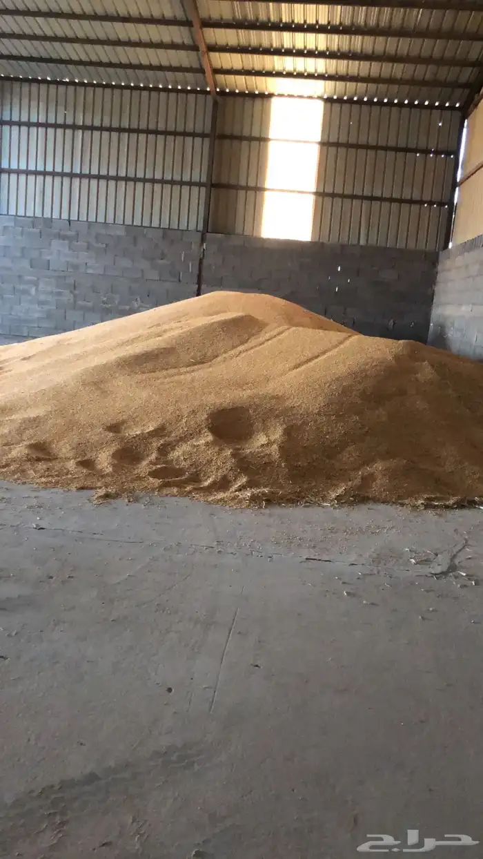 للبيع ذرة صفراء حب 2025 5