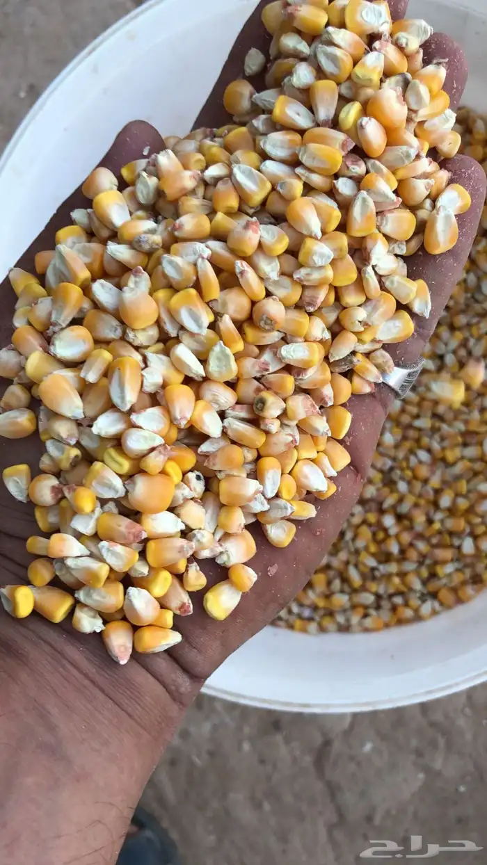 للبيع ذرة صفراء حب 2025 4