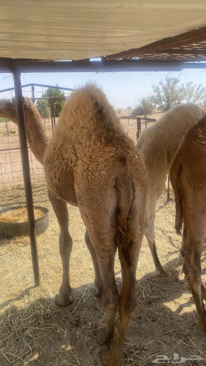 قعدان فاخره بريه 0